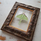 Luna Moth