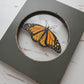 Monarch