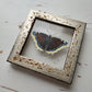 Mourning Cloak
