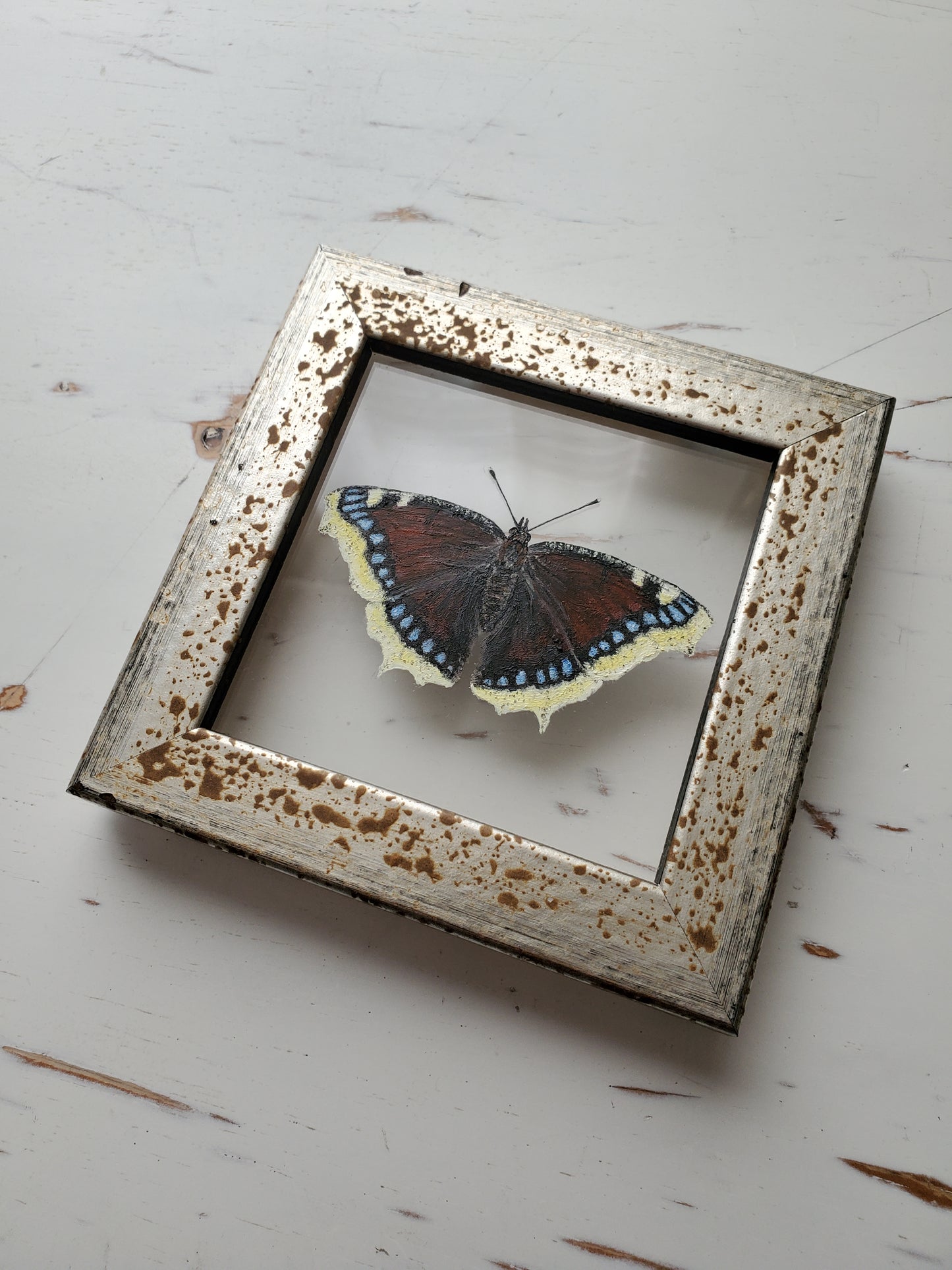 Mourning Cloak