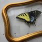 Tiger Swallowtail (Gynandromorph)
