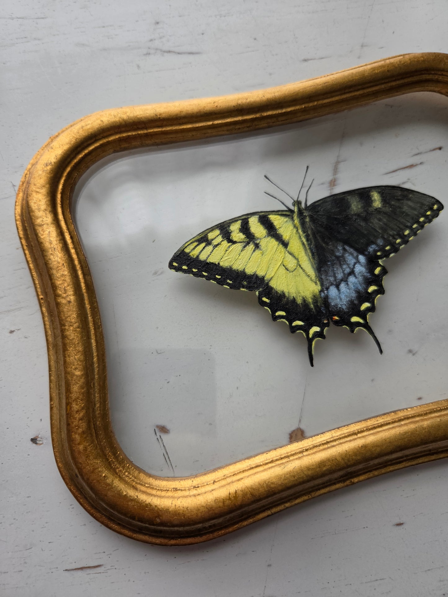 Tiger Swallowtail (Gynandromorph)