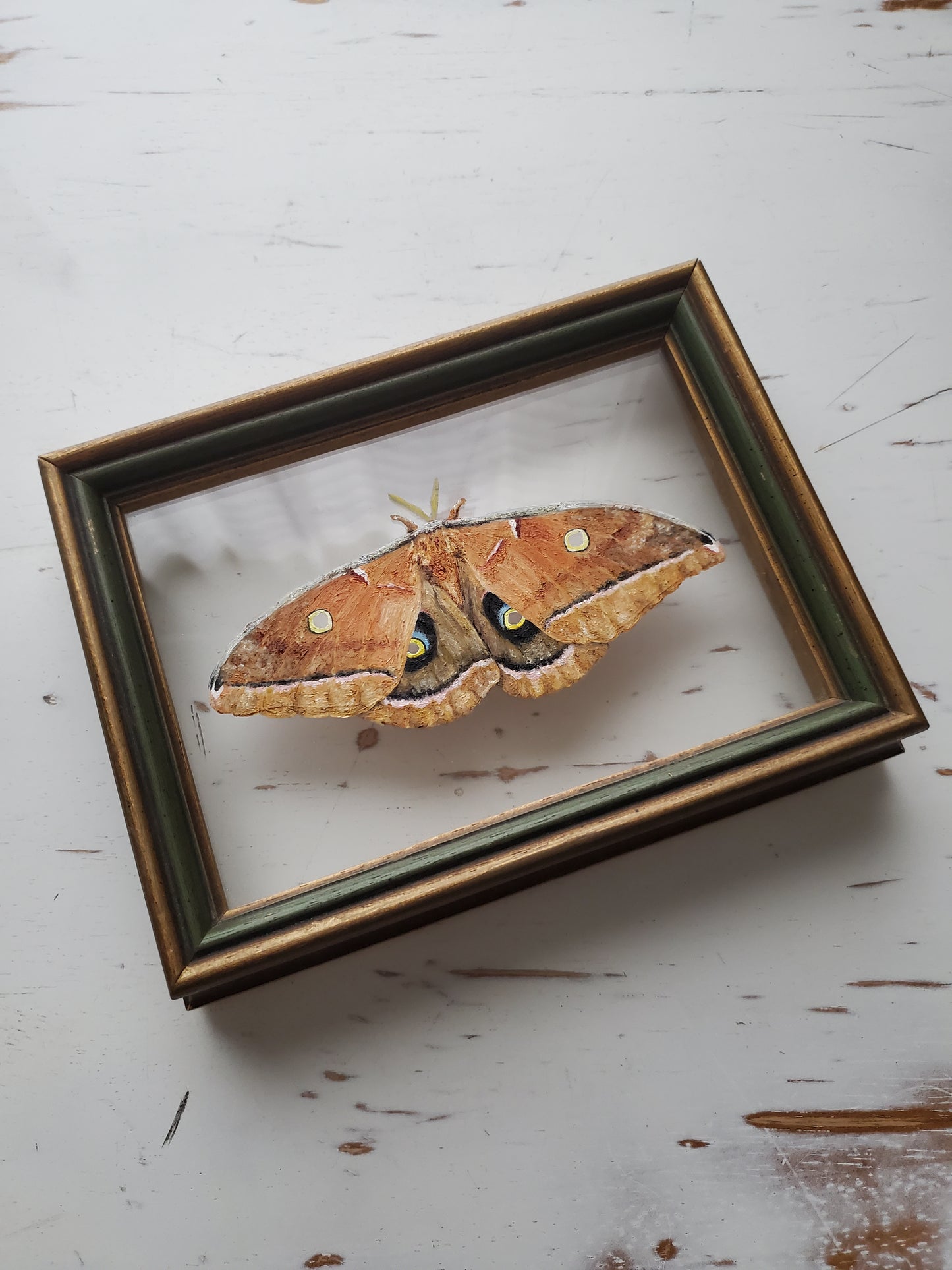 Polyphemus Moth