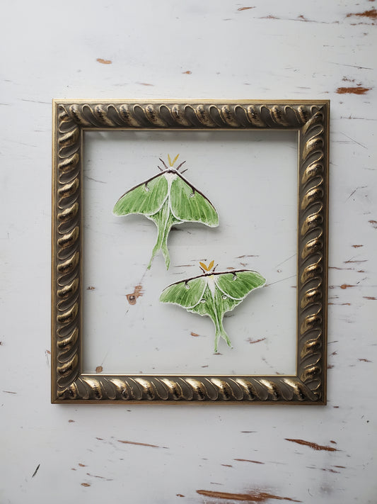 Luna Moths
