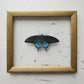 Pipevine Swallowtail