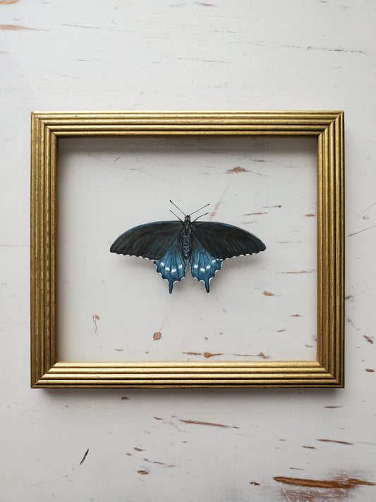 Pipevine Swallowtail