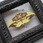 Imperial Moth