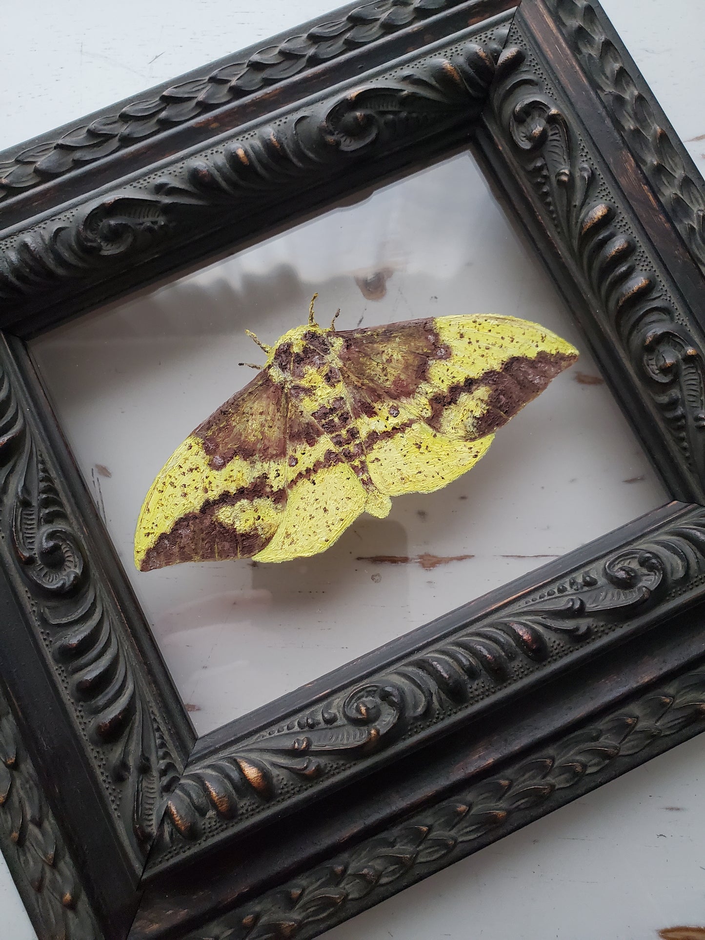 Imperial Moth