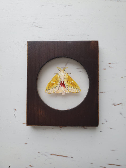 Honey Locust Moth