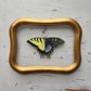 Tiger Swallowtail (Gynandromorph)