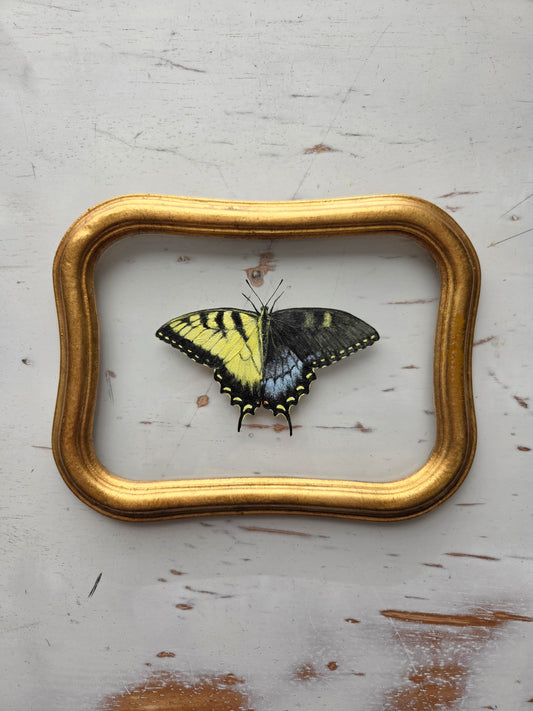 Tiger Swallowtail (Gynandromorph)