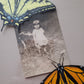 Tiger Swallowtail + Monarch + Found Photo