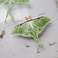 Luna Moths