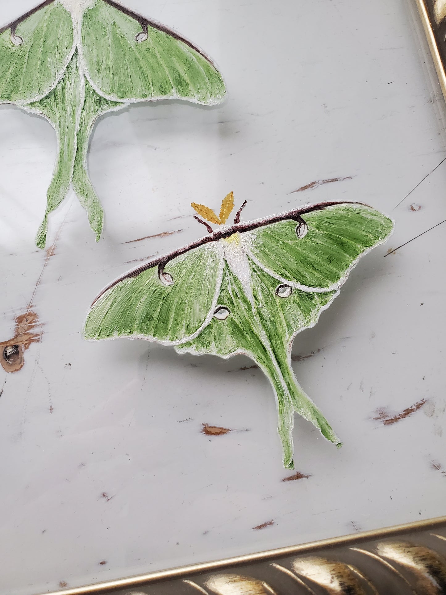 Luna Moths