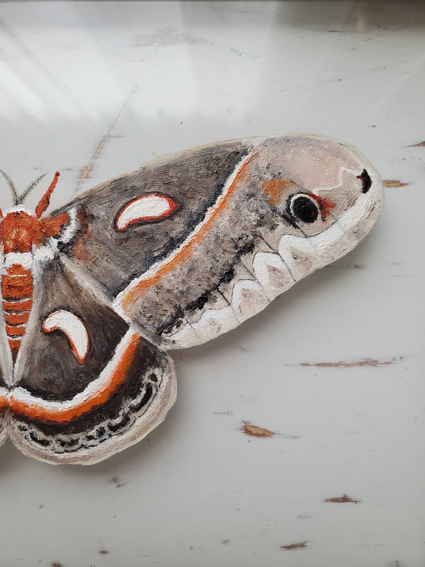 Cecropia Moth