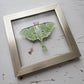 Luna Moth