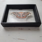 Cecropia Moth
