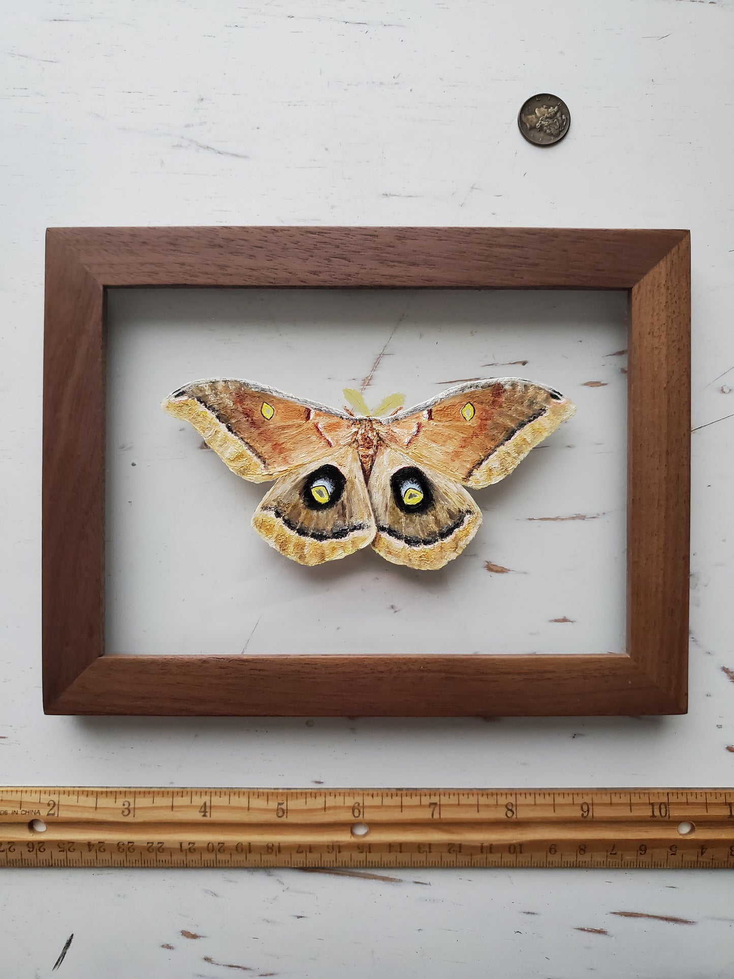 Polyphemus Moth