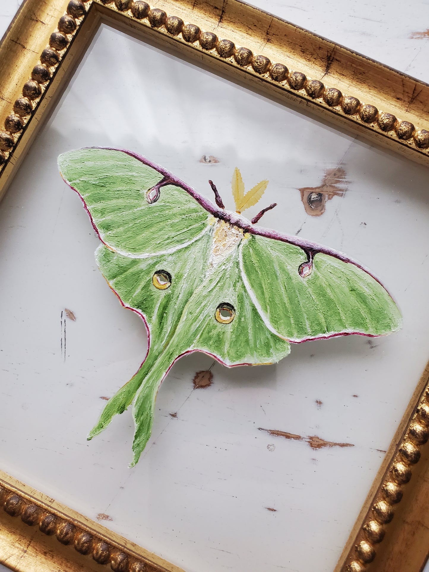 Luna Moth