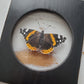 Red Admiral
