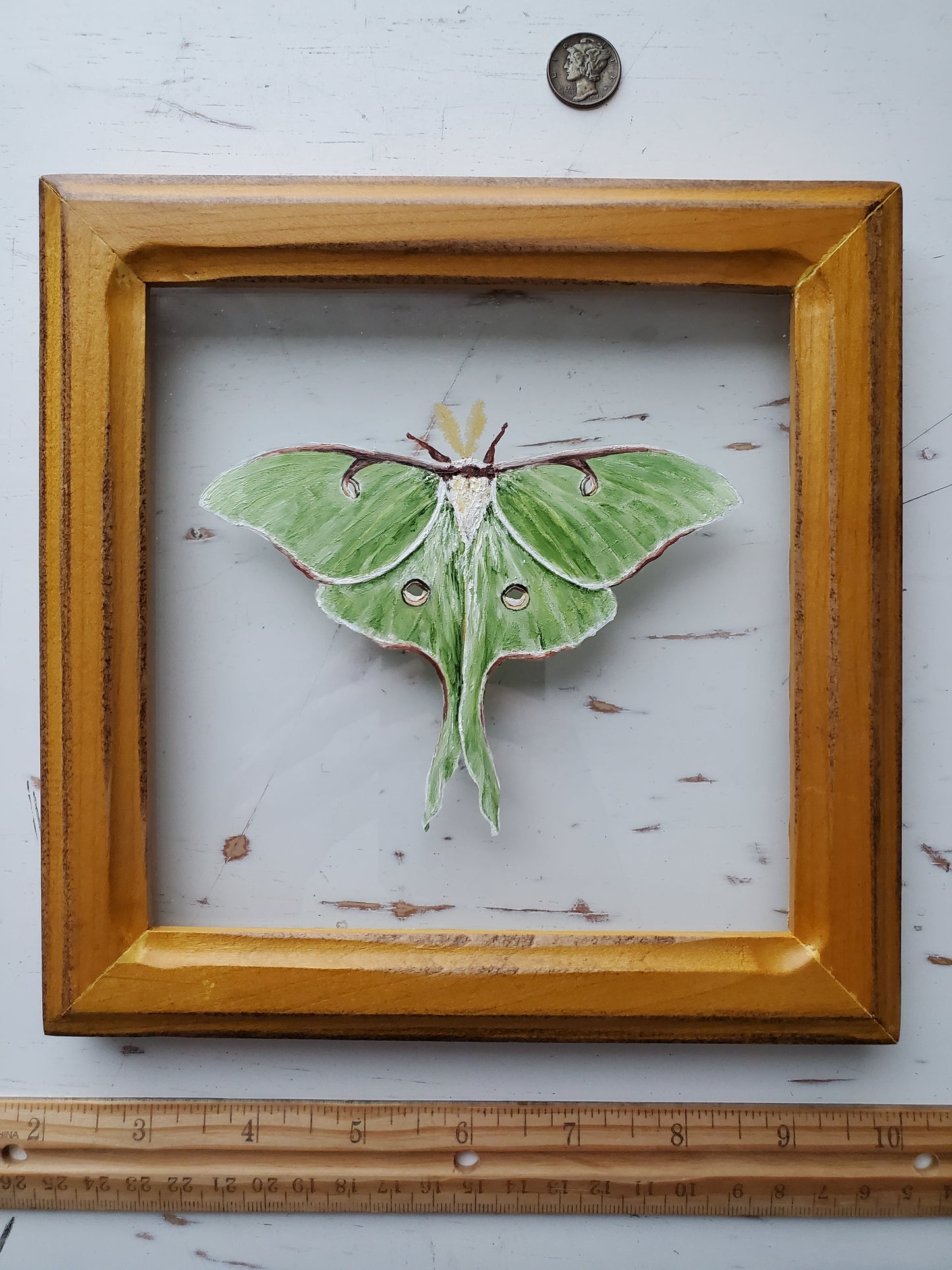 Luna Moth