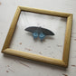 Pipevine Swallowtail