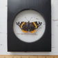 Red Admiral