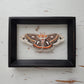 Cecropia Moth
