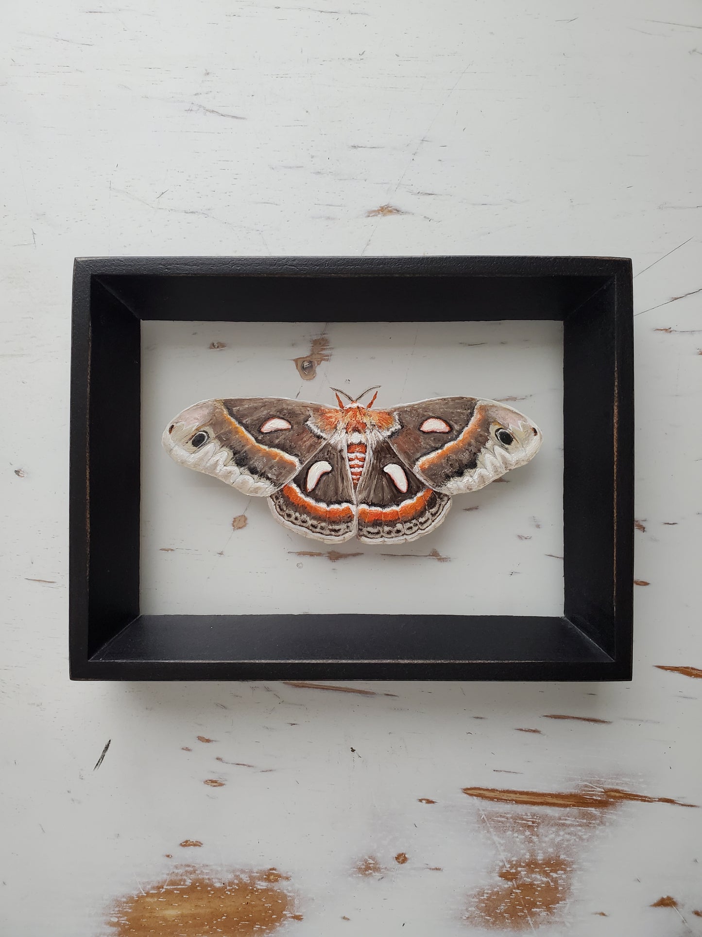 Cecropia Moth