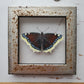 Mourning Cloak