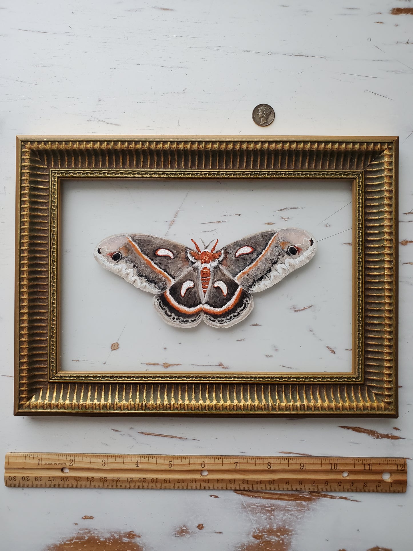 Cecropia Moth