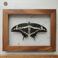 Giant Swallowtail