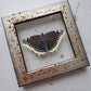 Mourning Cloak