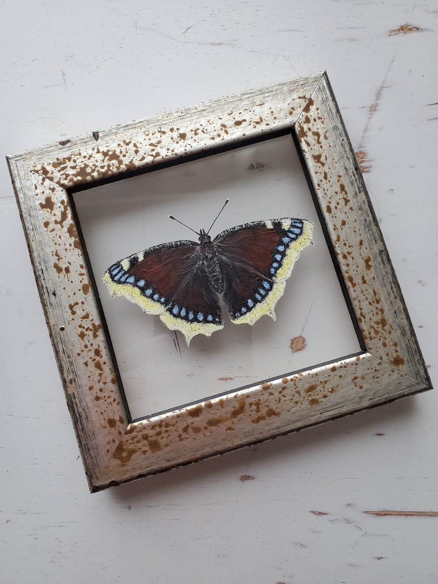 Mourning Cloak