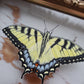 Tiger Swallowtail