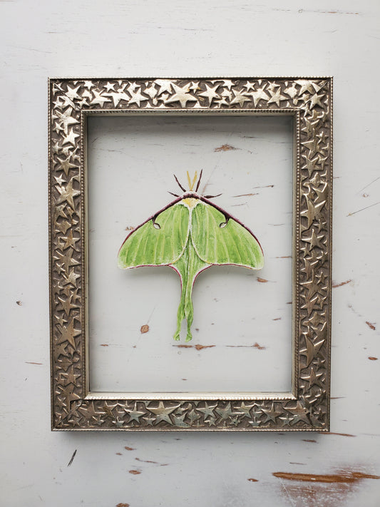 Luna Moth