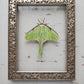 Luna Moth