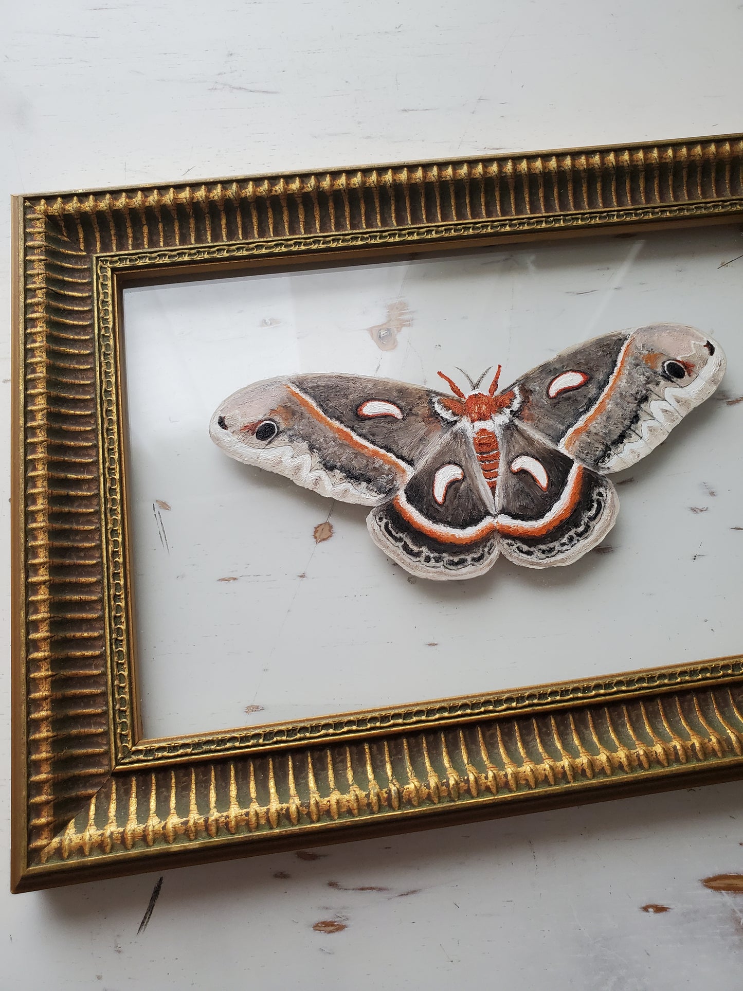 Cecropia Moth