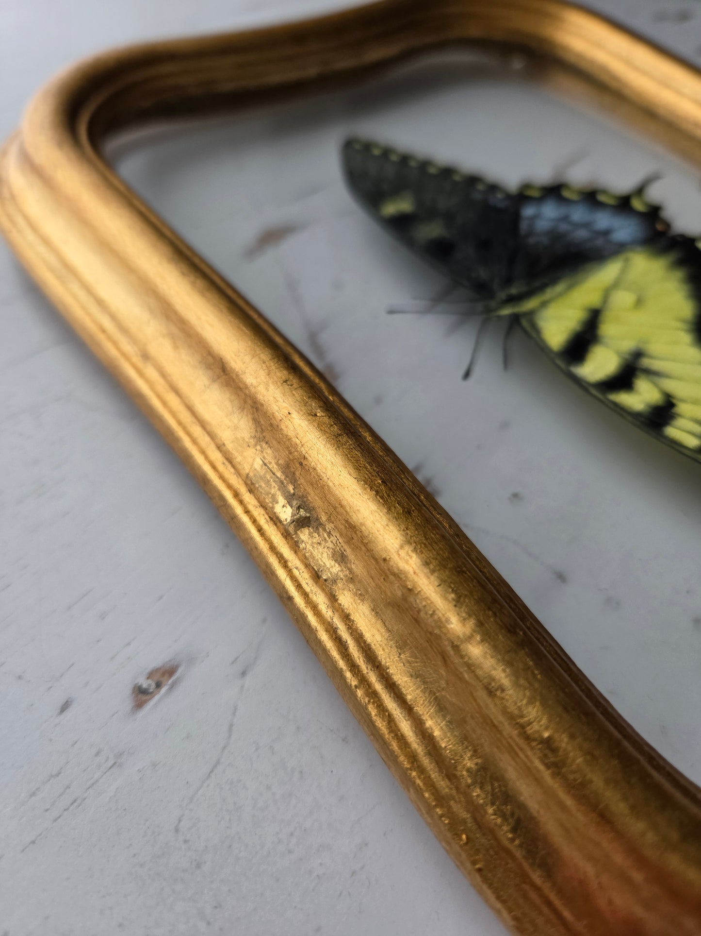 Tiger Swallowtail (Gynandromorph)