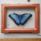 Blue Morpho