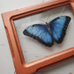 Blue Morpho