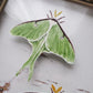 Luna Moths