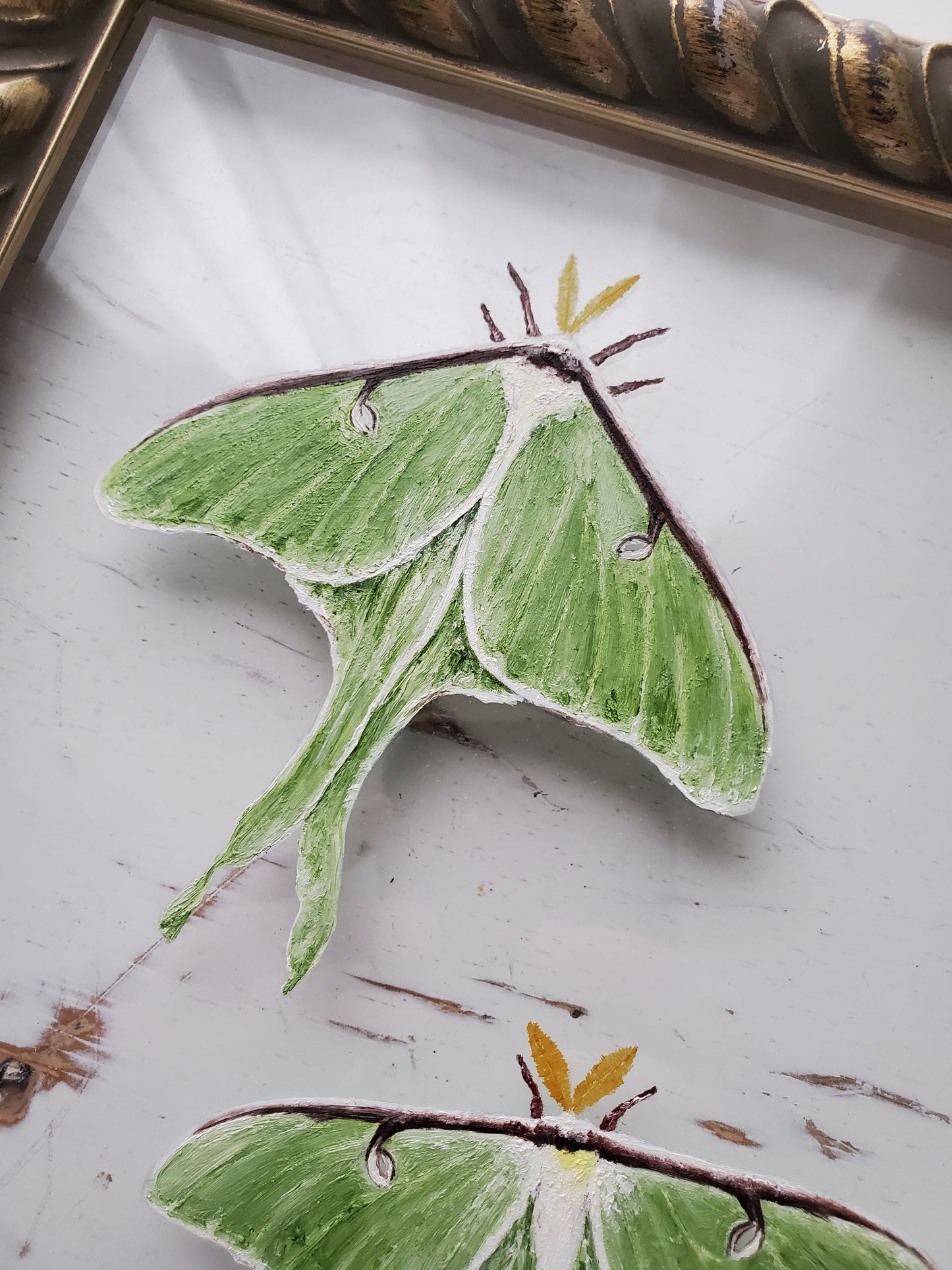 Luna Moths