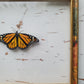 Monarch