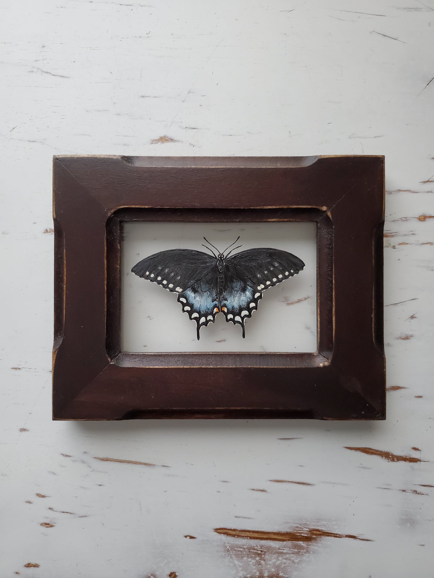 Spicebush Swallowtail