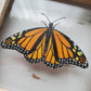 Monarch
