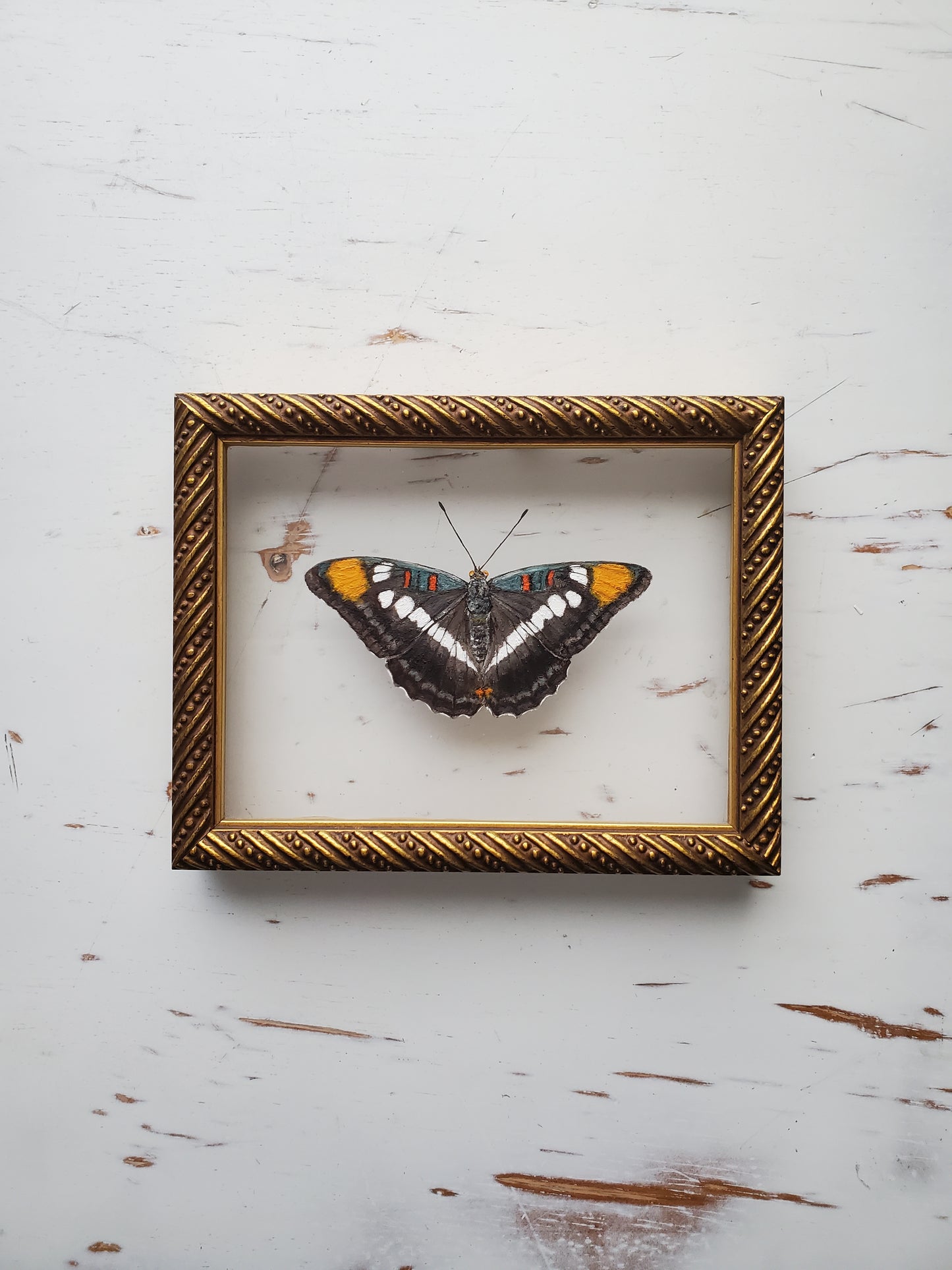 California Sister Butterfly