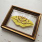 Imperial Moth