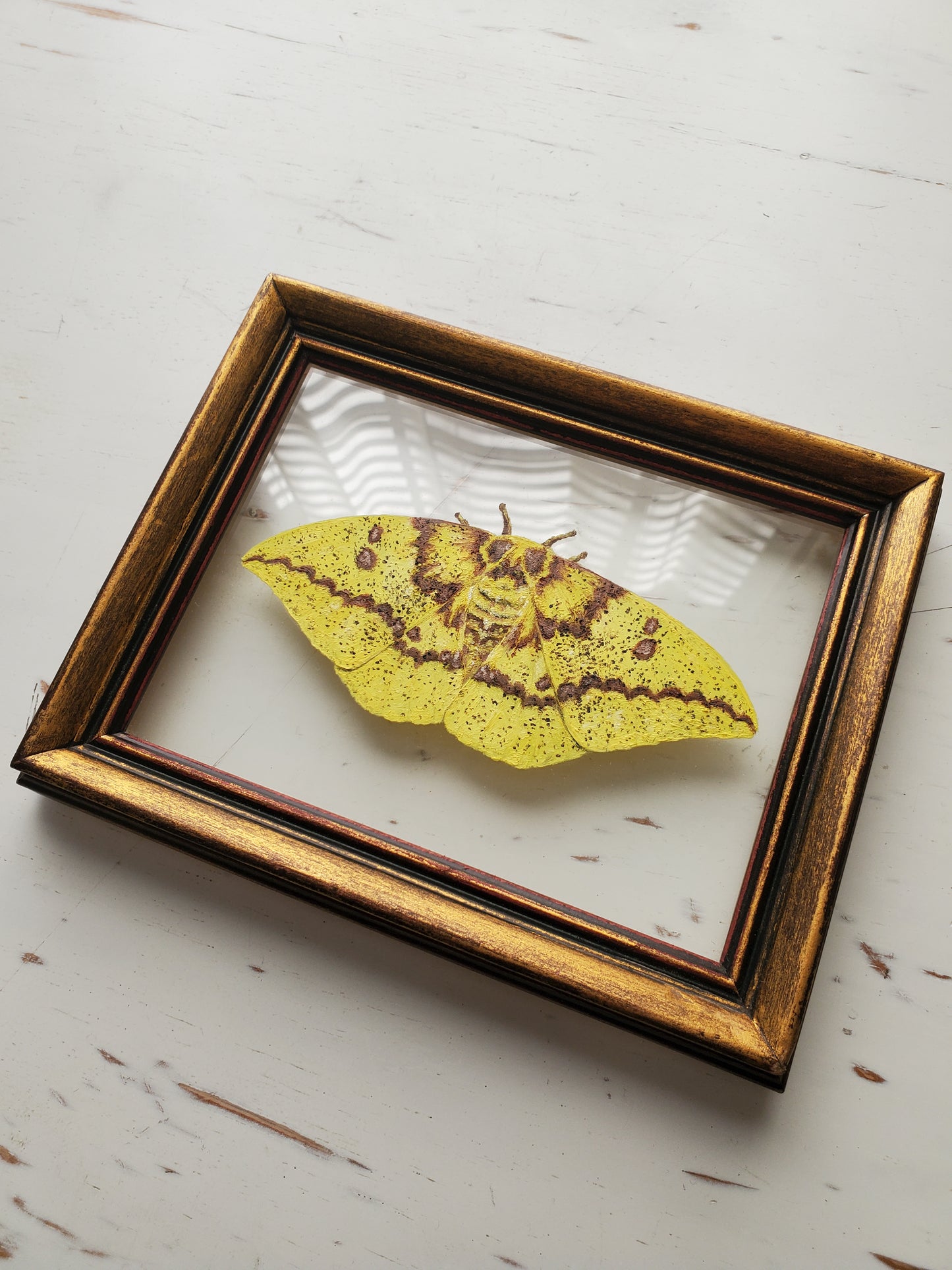 Imperial Moth