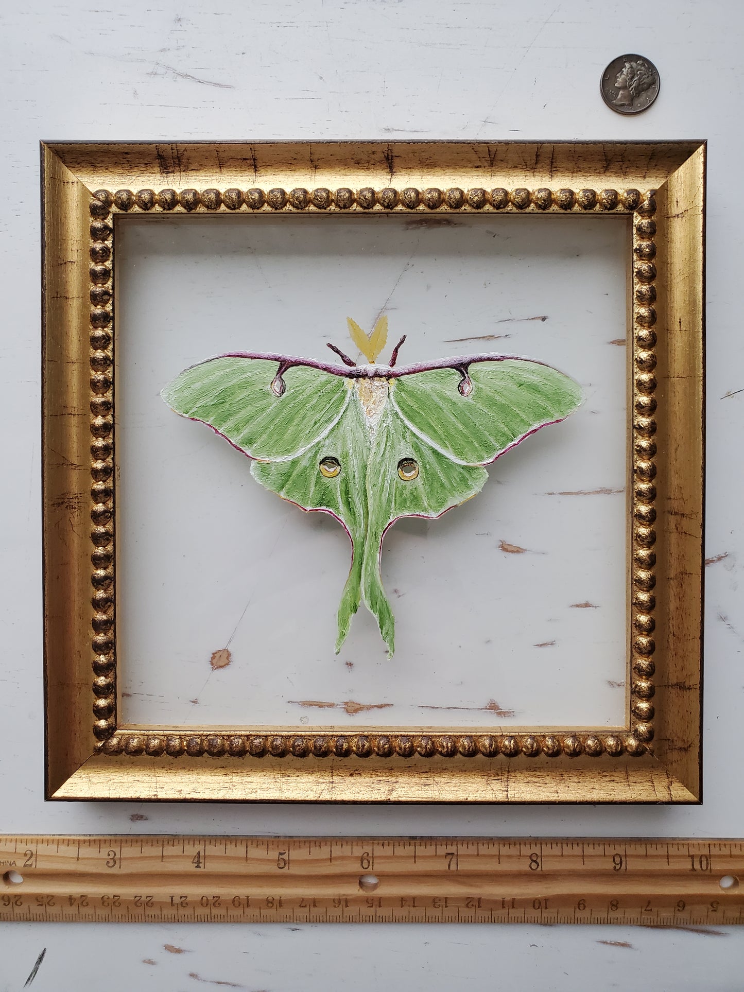 Luna Moth